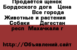 Продаётся щенок Бордоского дога › Цена ­ 37 000 - Все города Животные и растения » Собаки   . Дагестан респ.,Махачкала г.